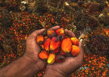 FAO to Restore 18,000 Hectares for Sustainable Cocoa, Oil Palm Cultivation in Nigeria