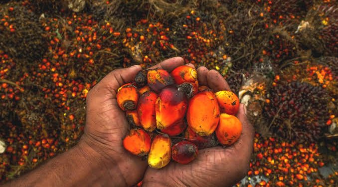 FAO to Restore 18,000 Hectares for Sustainable Cocoa, Oil Palm Cultivation in Nigeria
