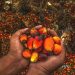 FAO to Restore 18,000 Hectares for Sustainable Cocoa, Oil Palm Cultivation in Nigeria