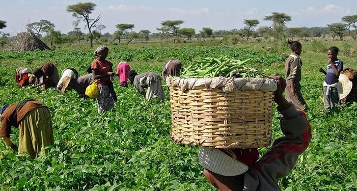 NALDA Unveils New Agricultural Projects to Boost Farmers’ Income and Strengthen Food Security