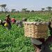 NALDA Unveils New Agricultural Projects to Boost Farmers’ Income and Strengthen Food Security