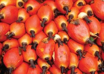 TECO Unveils Dual-Purpose Palm Oil Processing Machine to Boost Small-Scale Farming