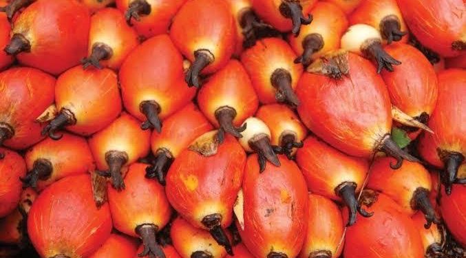 TECO Unveils Dual-Purpose Palm Oil Processing Machine to Boost Small-Scale Farming