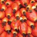 TECO Unveils Dual-Purpose Palm Oil Processing Machine to Boost Small-Scale Farming