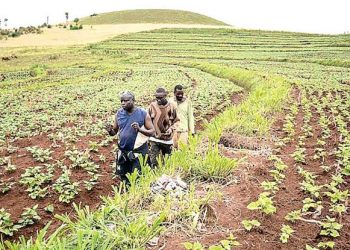 FG Allocates N10bn to Boost Commercial Agriculture in Universities
