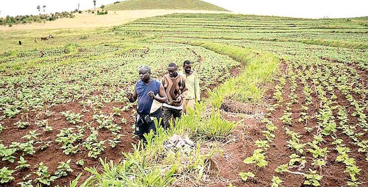 FG Allocates N10bn to Boost Commercial Agriculture in Universities