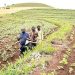 FG Allocates N10bn to Boost Commercial Agriculture in Universities