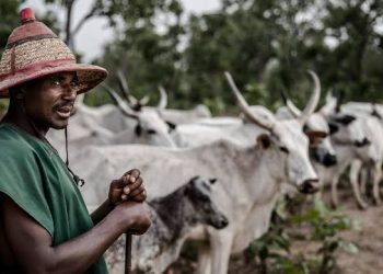 Nigeria’s Farmer-Herder Crisis Displaces 2.2 Million, Worsens Food Insecurity
