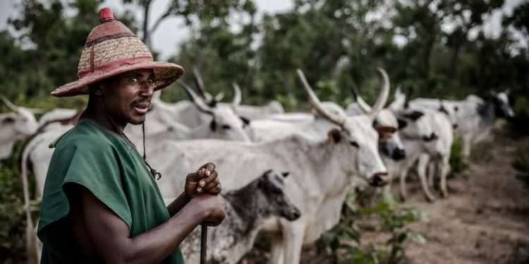 Nigeria’s Farmer-Herder Crisis Displaces 2.2 Million, Worsens Food Insecurity