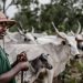 Nigeria’s Farmer-Herder Crisis Displaces 2.2 Million, Worsens Food Insecurity