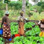 Nasarawa Farmers Demand Sustainable Agricultural Grants for Rural Women