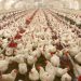 Nigeria to Expand Livestock Vaccine Production to 850 Million Doses