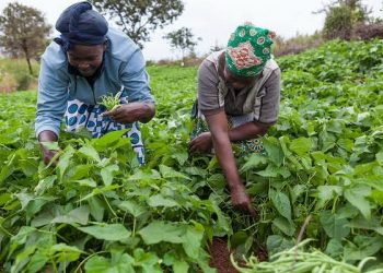 ICEHD Trains 100 Women Farmers in Abuja on Climate-Smart Agriculture