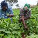 ICEHD Trains 100 Women Farmers in Abuja on Climate-Smart Agriculture