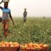 NOAN Sets to Drive Organic Agriculture Awareness in Nigeria