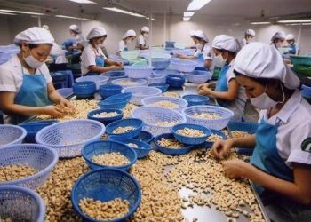 Nigeria, Vietnam Deepen Ties to Boost Cashew Processing and Investment
