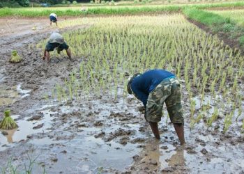Enugu Farmers Plead for Fertiliser Support as Rainy Season Begins