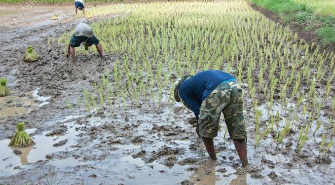 Enugu Farmers Plead for Fertiliser Support as Rainy Season Begins