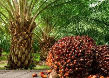 FG to Harness Oil Palm Potential to Offset Budget Deficit