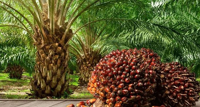 FG to Harness Oil Palm Potential to Offset Budget Deficit