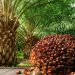 FG to Harness Oil Palm Potential to Offset Budget Deficit