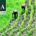 FG to Inject ₦1.5 Trillion into Bank of Agriculture to Boost Agribusiness and Food Security
