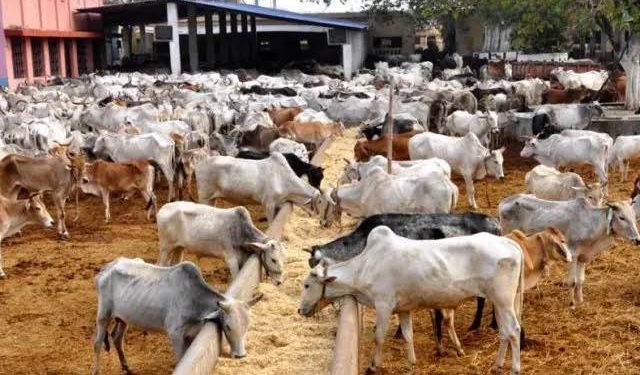 Nigeria to Recruit 37,000 Youth and Women for Livestock Development Drive