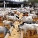 Nigeria to Recruit 37,000 Youth and Women for Livestock Development Drive