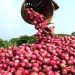 NOPPMAN Cracks Down on Fake Onion Seeds to Protect Nigerian Farmers