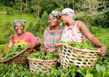 Federal Government Backs New Farmers and Traders Association to Boost Nigeria’s Agricultural Sector