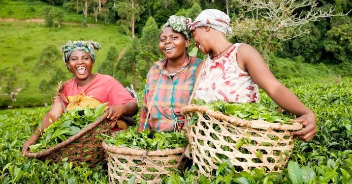 Federal Government Backs New Farmers and Traders Association to Boost Nigeria’s Agricultural Sector