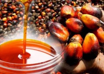 Palm Oil Price Sets to Increase as Indonesia Hikes Palm Oil Export Tax