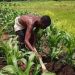Experts Urge Nigerian Farmers to Embrace Organic Agriculture for Food Security
