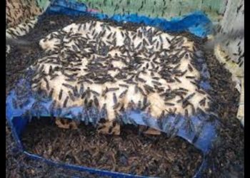 Rivers Cooperative Partners Dutch Investors to Create 23,000 Youth Jobs Through Black Soldier Fly Farming