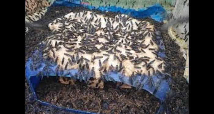 Rivers Cooperative Partners Dutch Investors to Create 23,000 Youth Jobs Through Black Soldier Fly Farming