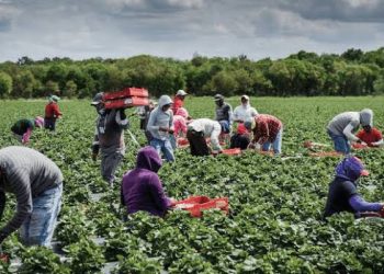 Nigerian Agribusiness Leader Decries ₦1 Trillion Trade Deficit, Urges Shift to Local Production