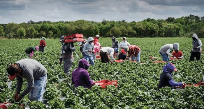 Nigerian Agribusiness Leader Decries ₦1 Trillion Trade Deficit, Urges Shift to Local Production