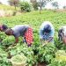 Lagos Trains 100,000 Farmers, Backs Over 150,000 Agribusinesses in Six Years