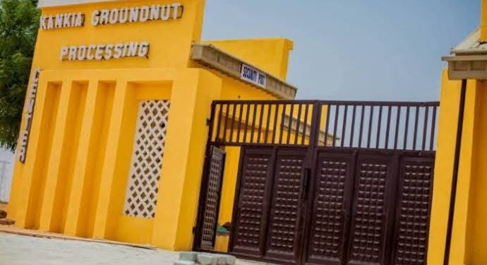 Katsina Revives Groundnut Oil Mill to Boost Jobs, Empower Women Entrepreneurs