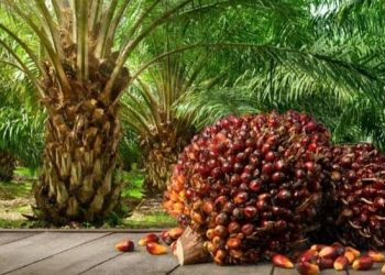 Palm Oil Barometer Calls for Fairer Deals for African Smallholder Farmers