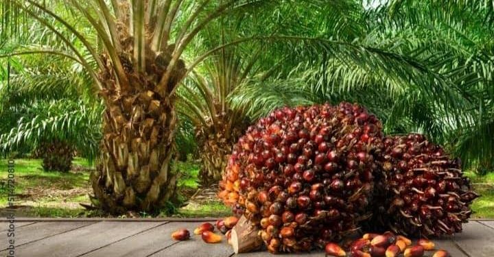 Palm Oil Barometer Calls for Fairer Deals for African Smallholder Farmers