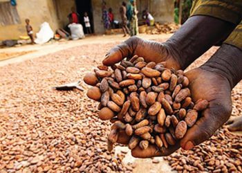 Ondo Moves to Tackle Cocoa Adulteration Threatening Global Reputation