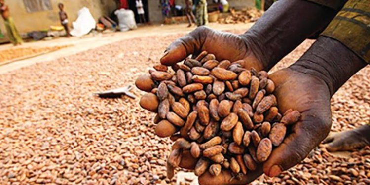 Ondo Moves to Tackle Cocoa Adulteration Threatening Global Reputation