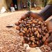 Ondo Moves to Tackle Cocoa Adulteration Threatening Global Reputation