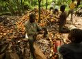 WACOT Disburses Over N158 million to Cocoa Farmers in Osun, Rewards Sustainable Practices