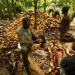WACOT Disburses Over N158 million to Cocoa Farmers in Osun, Rewards Sustainable Practices