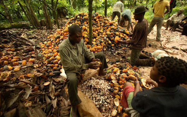 Cross River Cocoa Association Empowers 400 Youths, Boosts Production with New Initiatives