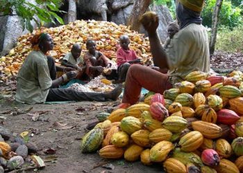 Cocoa Prices Surge as Nigeria Eyes Processing Boom and Export Revival