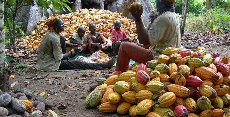 Cocoa Prices Surge as Nigeria Eyes Processing Boom and Export Revival