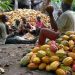 Cocoa Prices Surge as Nigeria Eyes Processing Boom and Export Revival
